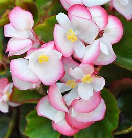 Begonia super olympia 12seedlings per pot