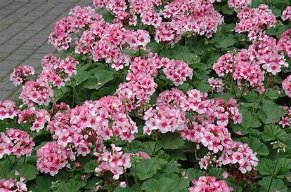 Geranium maverick 12seedlings per pot