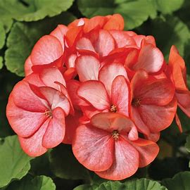 Geranium maverick 12seedlings per pot