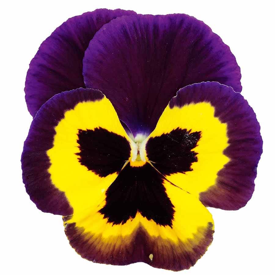 Pansy super majestic giant II F1 /12 SEEDLINGS PER POT