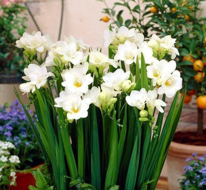 Freesia bulbs