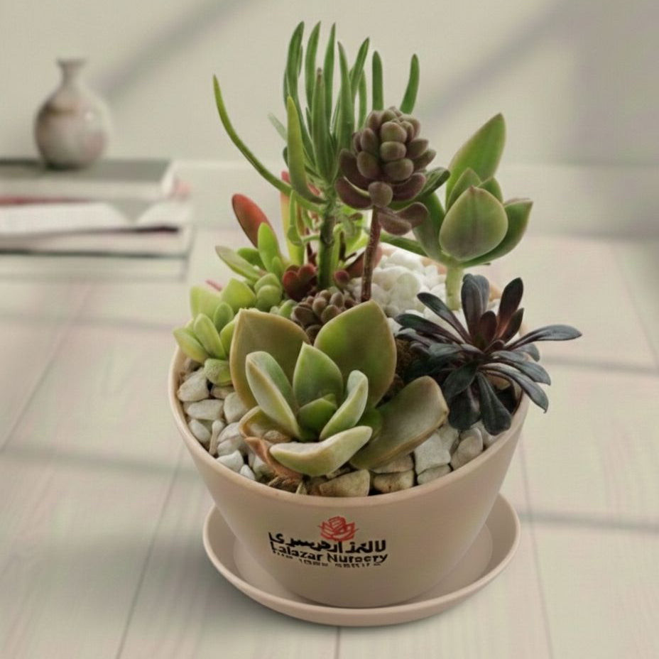 Arranged succculent with pink pot