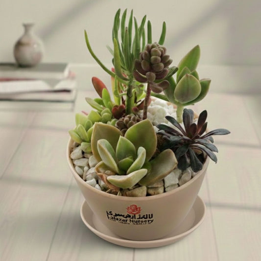 Arranged succculent with pink pot