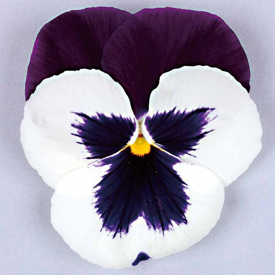 Pansy super majestic giant II F1 /12 SEEDLINGS PER POT