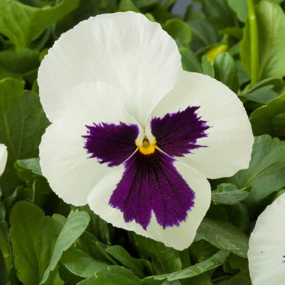 Pansy super majestic giant II F1 /12 SEEDLINGS PER POT