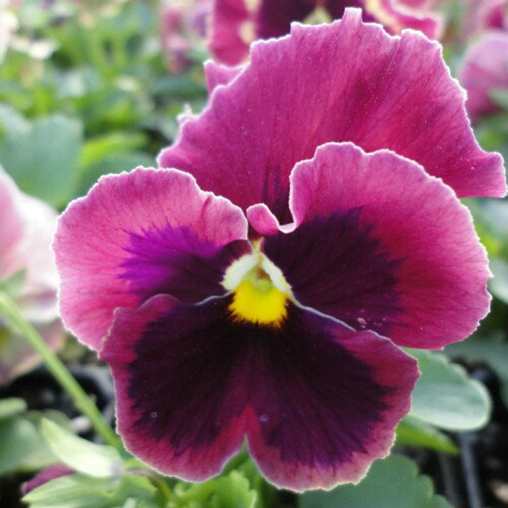 Pansy super majestic giant II F1 /12 SEEDLINGS PER POT