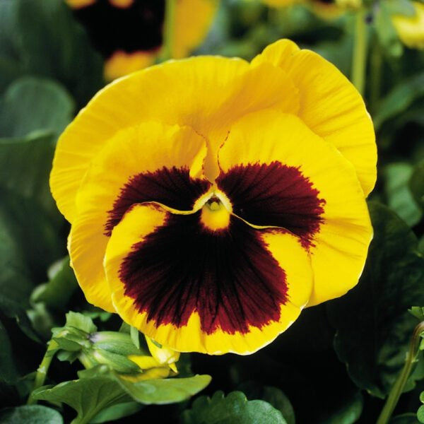 Pansy super majestic giant II F1 /12 SEEDLINGS PER POT