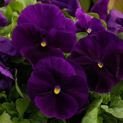 Pansy super majestic giant II F1 /12 SEEDLINGS PER POT