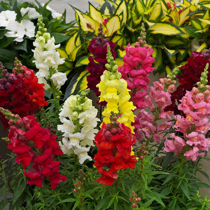 Antirrhinum sonnet 12seedlings per pot