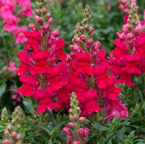 Antirrhinum sonnet 12seedlings per pot