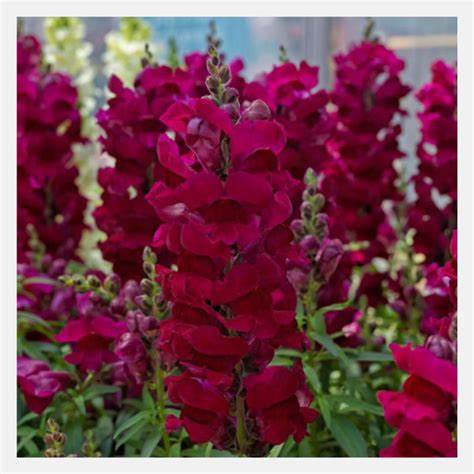 Antirrhinum sonnet 12seedlings per pot