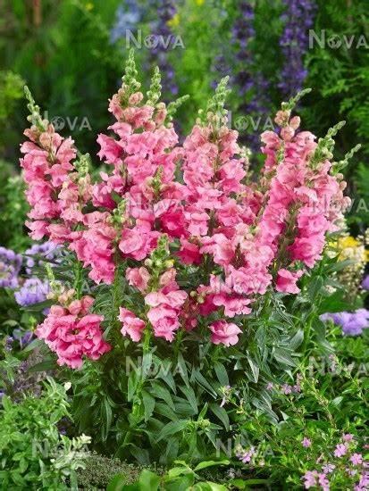 Antirrhinum sonnet 12seedlings per pot