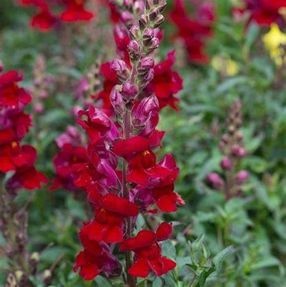 Antirrhinum sonnet 12seedlings per pot