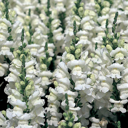 Antirrhinum sonnet 12seedlings per pot