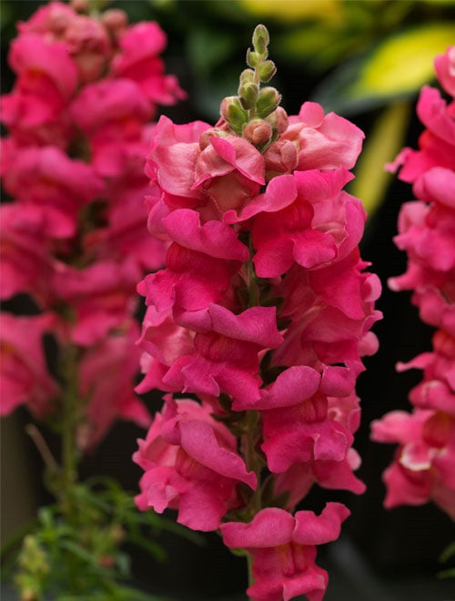 Antirrhinum sonnet 12seedlings per pot