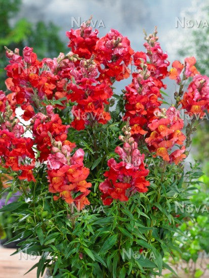 Antirrhinum sonnet 12seedlings per pot