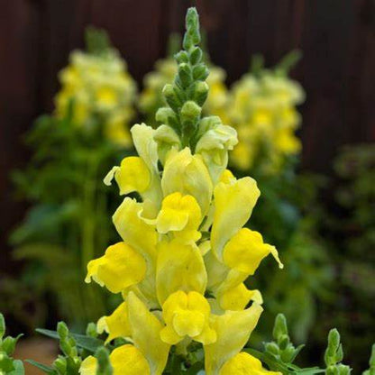 Antirrhinum sonnet 12seedlings per pot