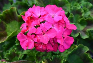 Geranium maverick 12seedlings per pot