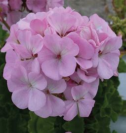 Geranium maverick 12seedlings per pot