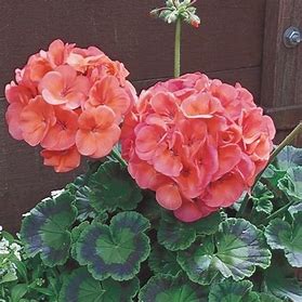 Geranium maverick 12seedlings per pot