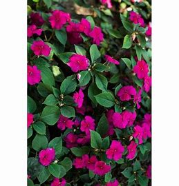 Impatiens walleriana F1   /12 seedlings per pot