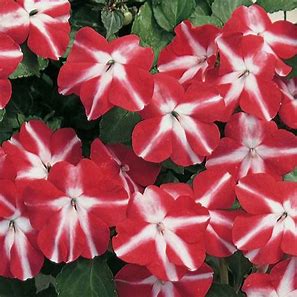 Impatiens walleriana F1   /12 seedlings per pot