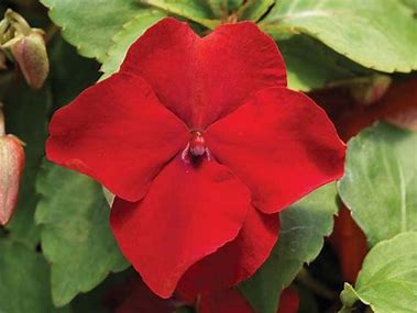 Impatiens walleriana F1   /12 seedlings per pot