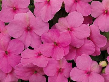 Impatiens walleriana F1   /12 seedlings per pot