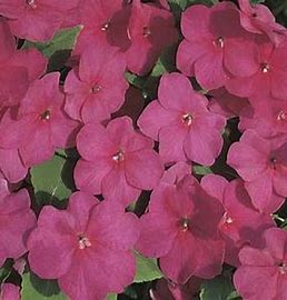 Impatiens walleriana F1   /12 seedlings per pot