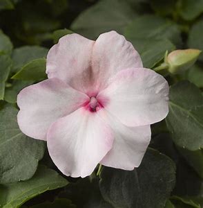 Impatiens walleriana F1   /12 seedlings per pot