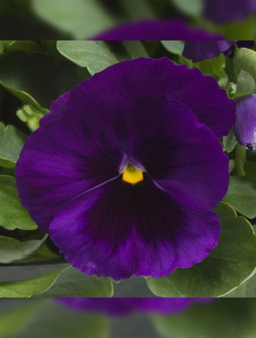 Pansy super majestic giant II F1 /12 SEEDLINGS PER POT