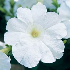 Petunia f1 opera supreme   150/per seedling