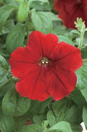 Petunia f1 opera supreme   150/per seedling