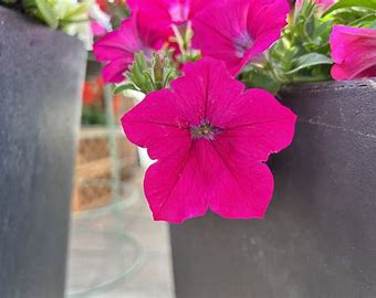 Petunia f1 opera supreme   150/per seedling