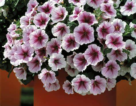 Petunia f1 opera supreme   150/per seedling