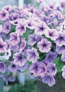 Petunia f1 opera supreme   150/per seedling