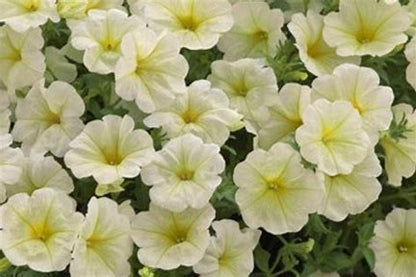 Petunia f1 opera supreme   150/per seedling