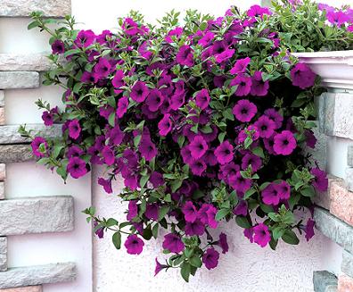 Petunia f1 opera supreme   150/per seedling