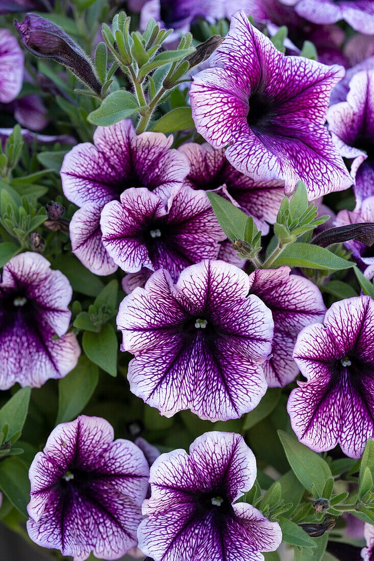 Petunia f1 opera supreme   150/per seedling