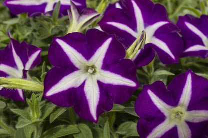 Petunia grandiflora F1 /12 seedlings per pot