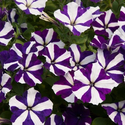 Petunia grandiflora F1 /12 seedlings per pot