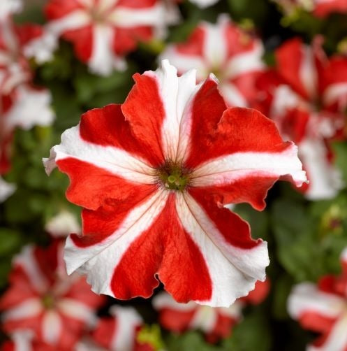 Petunia grandiflora F1 /12 seedlings per pot