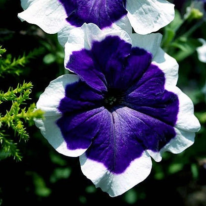 Petunia grandiflora F1 /12 seedlings per pot