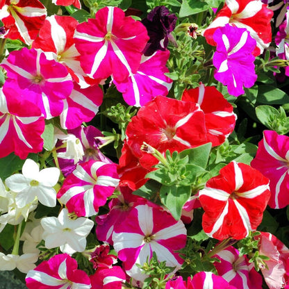 Petunia grandiflora F1 /12 seedlings per pot