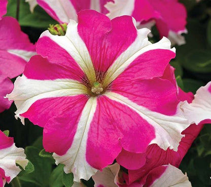 Petunia grandiflora F1 /12 seedlings per pot