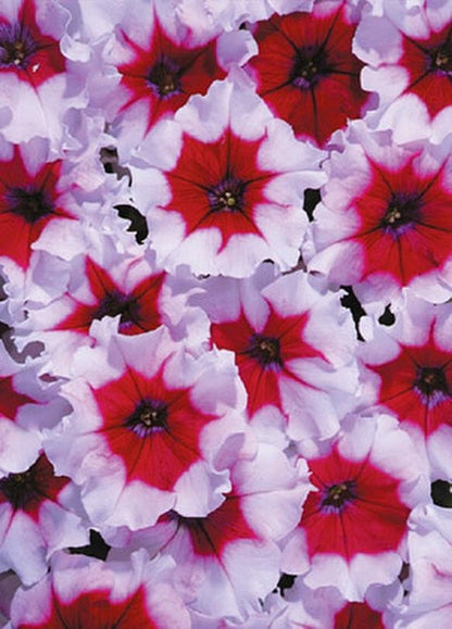 Petunia grandiflora F1 /12 seedlings per pot