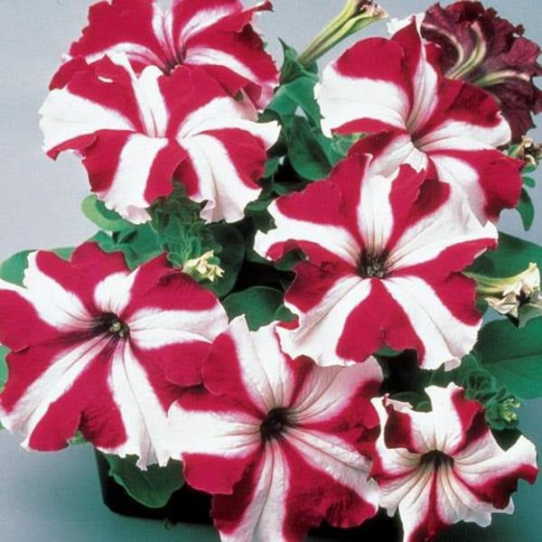 Petunia grandiflora F1 /12 seedlings per pot