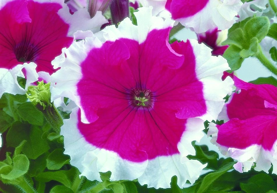 Petunia grandiflora F1 /12 seedlings per pot