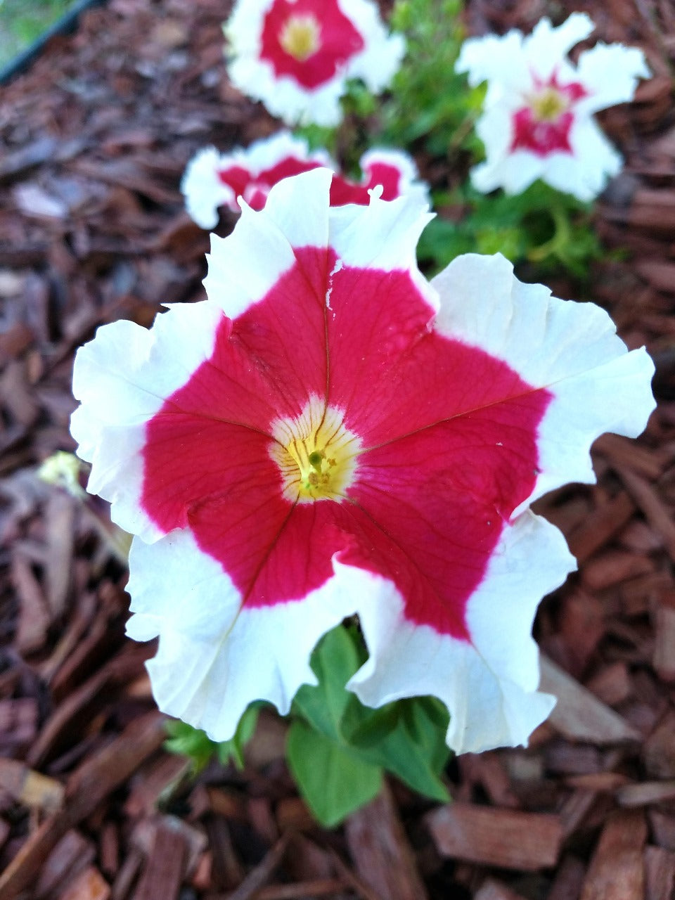 Petunia grandiflora F1 /12 seedlings per pot