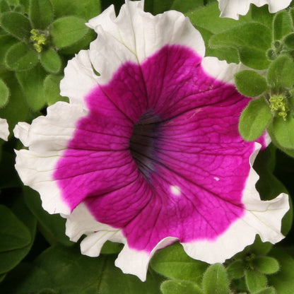 Petunia grandiflora F1 /12 seedlings per pot